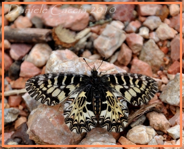 bellezza pericolosa - Zerynthia (Zerynthia) cassandra